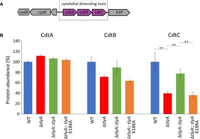 Campylobacter jejuni Virulence Factors Identified by Modulating Their Synthesis on Ribosomes With Altered rRNA Methylation